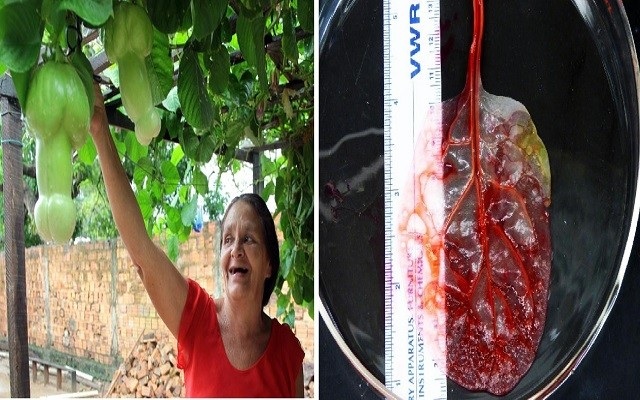 Dona Maria Rodrigues de Aguiar Farias, inclusive viu na inusitada situação uma oportunidade de 'ganhar algum' cobrando ingresso, dado ao tanto de curiosos que buscavam sua casa para 'tirar as dúvidas' dos rumores que se espalharam pela cidade